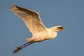 Eastern Great Egret Ardea alba modesta