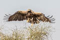 Eastern Imperial Eagle Aquila heliaca