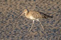 Eurasian Curlew Numenius arquata