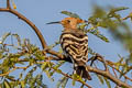 Eurasian Hoopoe Upupa epops epops