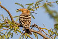 Eurasian Hoopoe Upupa epops epops