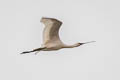 Eurasian Spoonbill Platalea leucorodia