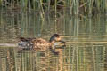 Eurasian Teal Anas crecca