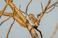 Forest Owlet Athene blewitti