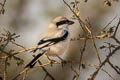 Great Grey Shrike Lanius excubitor lahtora