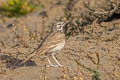 Greater Hoopoe-Lark Alaemon alaudipes doriae