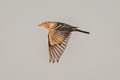 Greater Short-toed Lark Calandrella brachydactyla