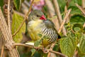 Green Avadavat Amandava formosa