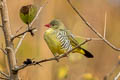 Green Avadavat Amandava formosa