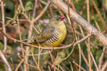 Green Avadavat Amandava formosa