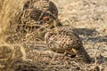 Grey Francolin Ortygornis pondicerianus interpositus