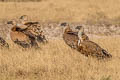 Griffon Vulture Gyps fulvus fulvescens