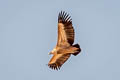 Griffon Vulture Gyps fulvus fulvescens