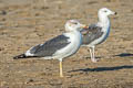 Heuglin's Gull Larus fuscus heuglini