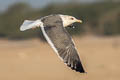 Heuglin's Gull Larus fuscus heuglini