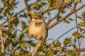 House Sparrow Passer domesticus indicus