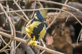 Indian Black-lored Tit Machlolophus aplonotus