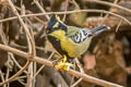 Indian Black-lored Tit Machlolophus aplonotus