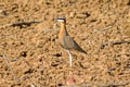 Indian Courser Cursorius coromandelicus