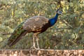 Indian Peafowl Pavo cristatus