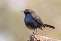 Indian Robin Copsychus fulicatus cambaiensis