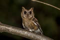 Indian Scops Owl Otus bakkamoena marathae