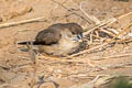 Indian Silverbill Euodice malabarica