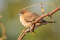 Indian Silverbill Euodice malabarica