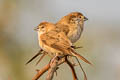 Indian Silverbill Euodice malabarica