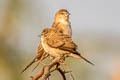 Indian Silverbill Euodice malabarica