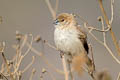 Indian Silverbill Euodice malabarica