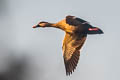 Indian Spot-billed Duck Anas poecilorhyncha