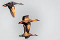 Indian Spot-billed Duck Anas poecilorhyncha