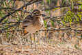 Indian Stone-curlew Burhinus indicus