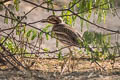 Indian Stone-curlew Burhinus indicus