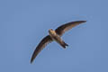 Indian Swiftlet Aerodramus unicolor