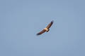 Indian Vulture Gyps indicus