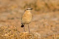 Isabelline Wheatear Oenanthe isabellina