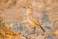 Isabelline Wheatear Oenanthe isabellina