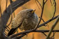 Jungle Babbler Argya striata sindiana