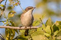 Lesser Whitethroat Curruca curruca halimodendri