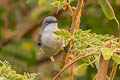 Lesser Whitethroat Curruca curruca halimodendri