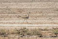 Macqueen's Bustard Chlamydotis macqueenii