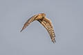 Montagu's Harrier Circus pygargus