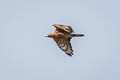 Oriental Honey Buzzard Pernis ptilorhynchus orientalis