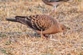 Oriental Turtle Dove Streptopelia orientalis erythrocephala 