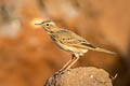 Paddyfield Pipit Anthus rufulus rufulus