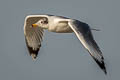 Pallas's Gull Ichthyaetus ichthyaetus