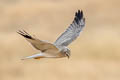 Pallid Harrier Circus macrourus