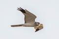 Pallid Harrier Circus macrourus